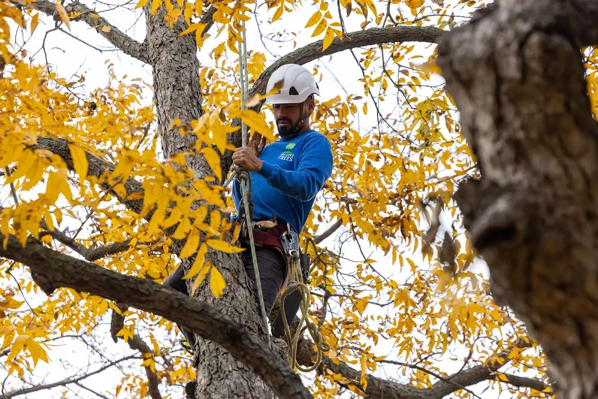 Skilled Storm Damage Cleanup crew working in Lineville