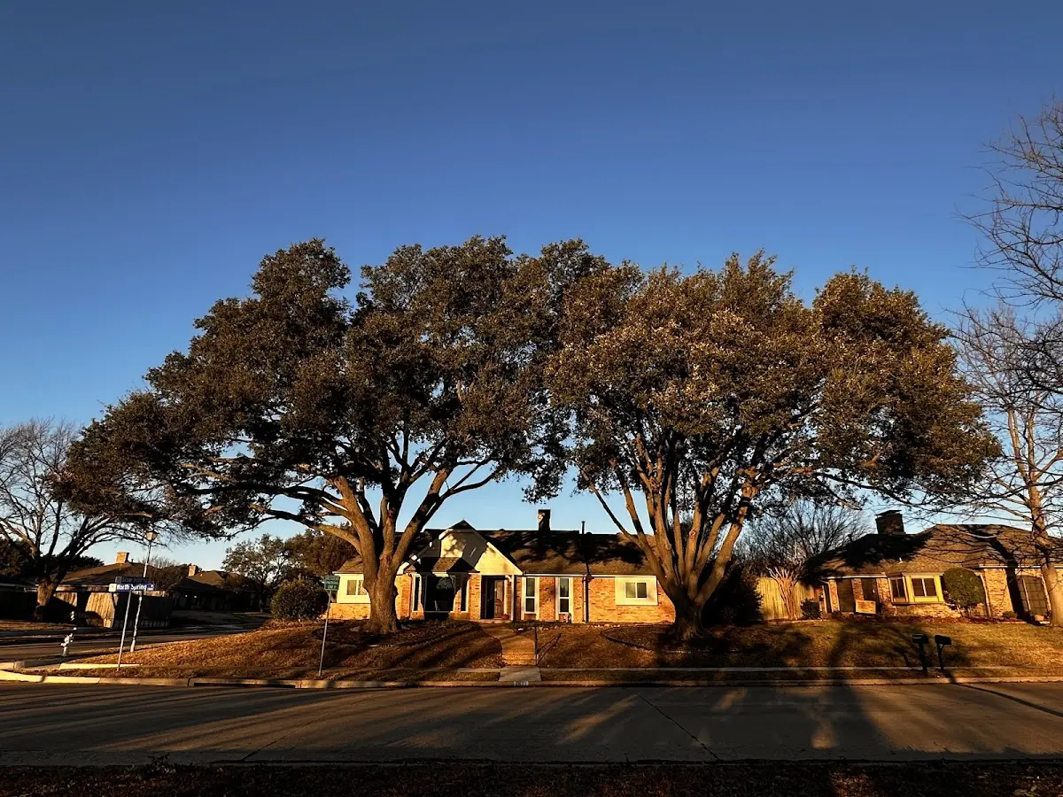 Established residential canopy tree shading a home in Lineville
